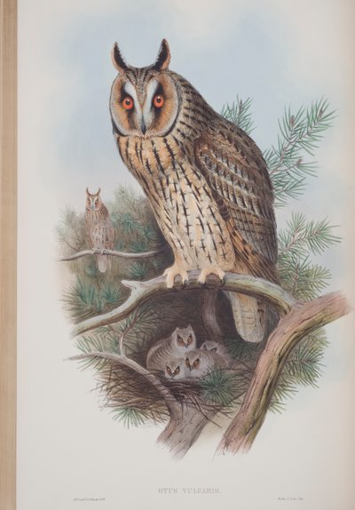 Otus Vulgaris, plate from The Birds of Great Britain by John Gould, published 1862-73 by John Gould