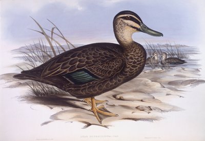 Pacific black duck (Anas superciliosa), Engraving by John Gould by John Gould
