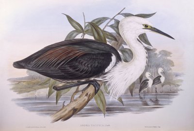 Pacific heron (Ardea pacifica), Engraving by John Gould by John Gould