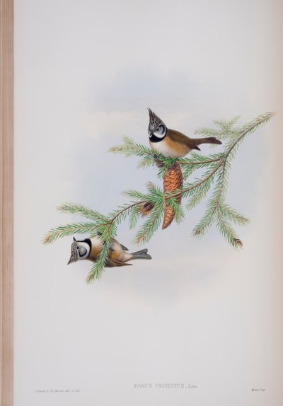 Parus Cristatus, plate from The Birds of Great Britain by John Gould, published 1862-73 by John Gould