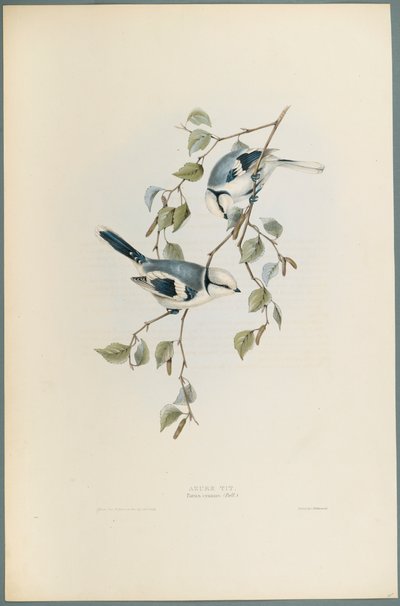 Azure Tit by John Gould