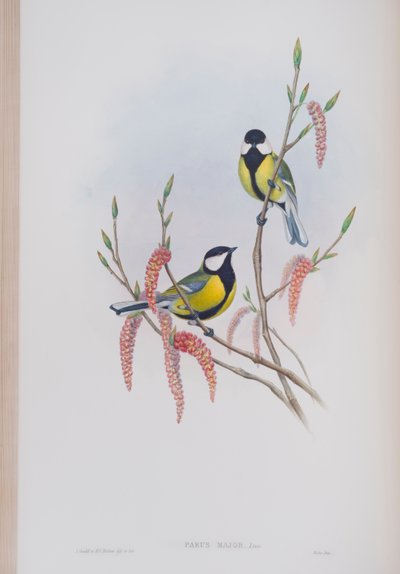 Parus Major, plate from The Birds of Great Britain by John Gould, published 1862-73 by John Gould