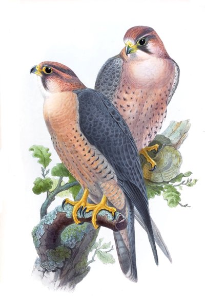 Peregrine Falcon, (Red-capped Falcon) Falco peregrinus babylonicus Sclater by John Gould