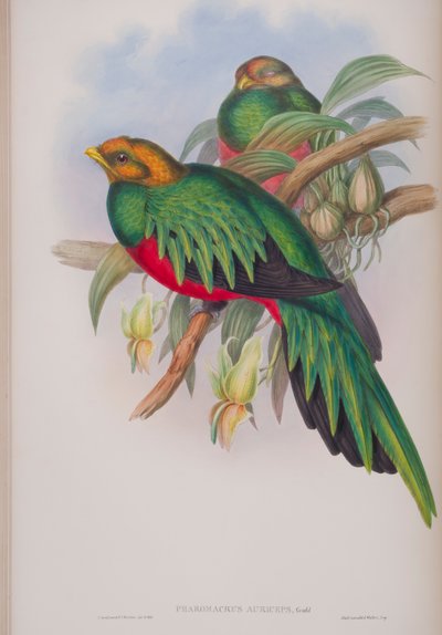 Pharomacrus Auriceps, plate from The Birds of Great Britain by John Gould, published 1862-73 by John Gould