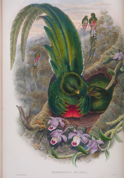 Pharomacrus Mocinno, plate from The Birds of Great Britain by John Gould, published 1862-73 by John Gould
