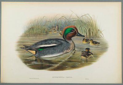 Teal by John Gould