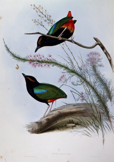 Rainbow Pitta (Pitta iris), engraving from Birds of Australia by John Gould