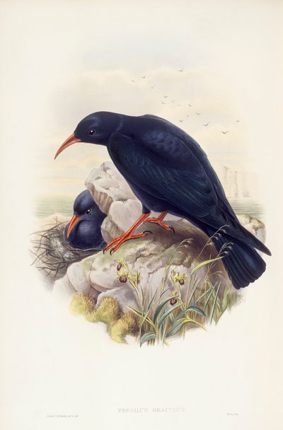 Red-billed chough (Pyrrhocorax pyrrhocorax), Engraving by John Gould by John Gould