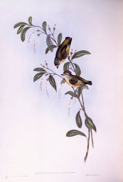 Red-browed pardalote (Pardalotus rubricatus), Engraving by John Gould by John Gould