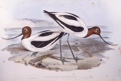 Red-necked avocet (Recurvirostra novaehollandiae), Engraving by John Gould by John Gould