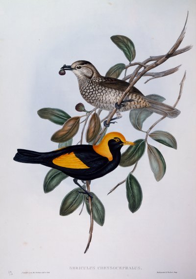 Regent Bowerbird (Sericulus chrysocephalus), engraving from Birds of Australia by John Gould