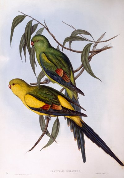 Regent parrot (Polytelis anthopeplus), Engraving by John Gould by John Gould