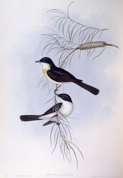 Restless flycatcher (Myiagra inquieta), Engraving by John Gould by John Gould