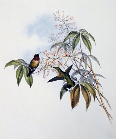 Ruby-throated Hummingbird (Archilochus colubris), Engraving from Monograph of Trochilidae or Humming Birds (1849-1861) by John Gould