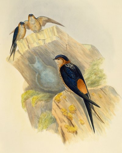 Rufous-bellied Swallow (Hirundo daurica), engraving by John Gould, United Kingdom by John Gould