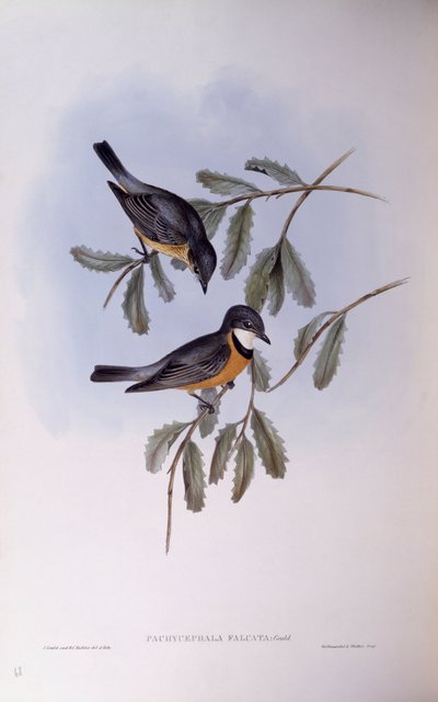 Rufous whistler (Pachycephala rufiventris), Engraving by John Gould by John Gould