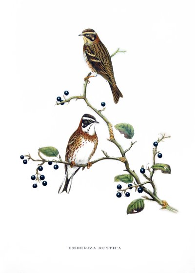 Rustic Bunting, Birds from Asia (China and Japan), Engraving from Book by John Gould 