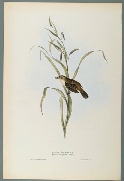 Sedge Warbler by John Gould