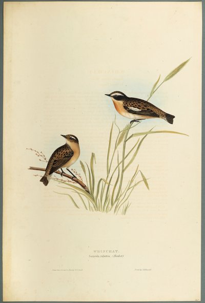 Whinchat by John Gould