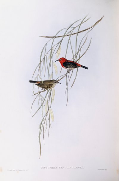 Scarlet myzomela (Myzomela sanguinolenta), Engraving by John Gould by John Gould