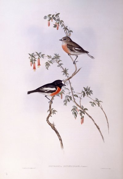 Scarlet Robin (Petroica multicolor), Engraving by John Gould by John Gould