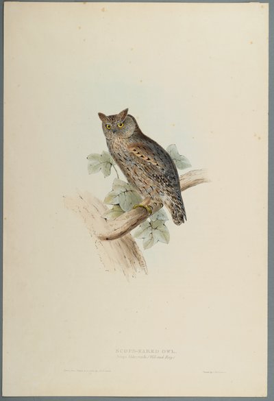 Scops Eared Owl by John Gould