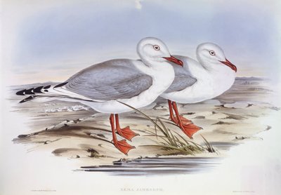 Silver gull (Larus novaehollandiae), Engraving by John Gould by John Gould