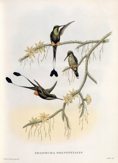 Spathura Solstitialis by John Gould