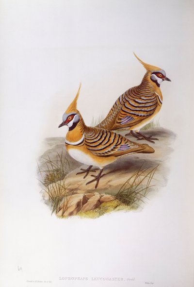 Spinifex Pigeon by John Gould