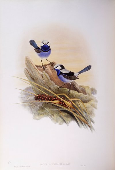 Splendid fairywren (Malurus splendens), Engraving by John Gould by John Gould