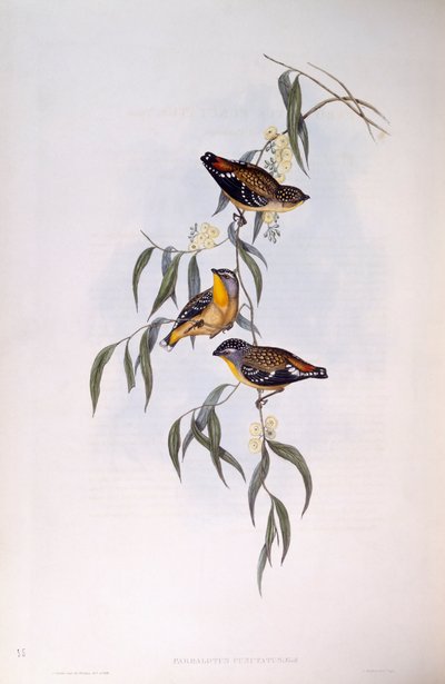 Spotted pardalote (Pardalotus punctatus), Engraving by John Gould by John Gould