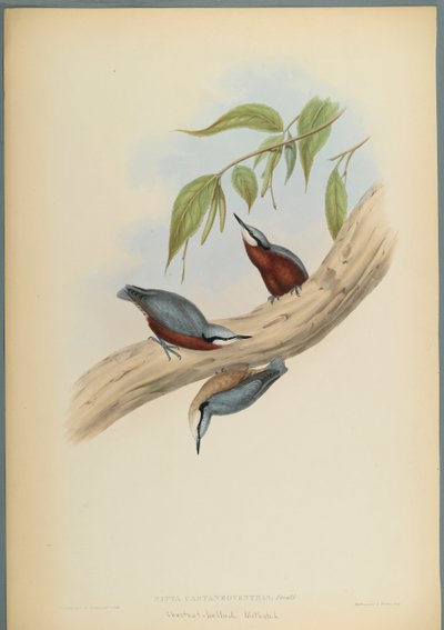 Chestnut-Bellied Nuthatch by John Gould