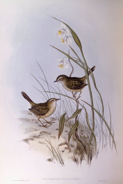 Striated Calamanthus (Calamanthus fuliginosus), Engraving by John Gould by John Gould