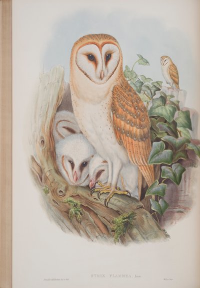 Strix Flammea, Plate from The Birds of Great Britain by John Gould, Published 1862-73 by John Gould