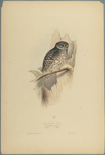 Noctua by John Gould