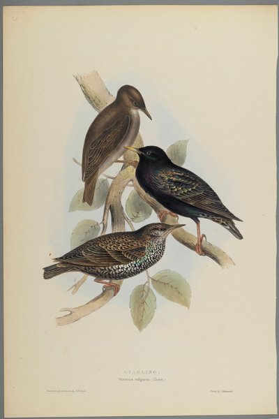 Starling by John Gould