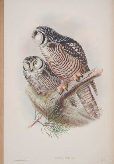 Surnia Funerea, plate from The Birds of Great Britain by John Gould, published 1862-73 by John Gould