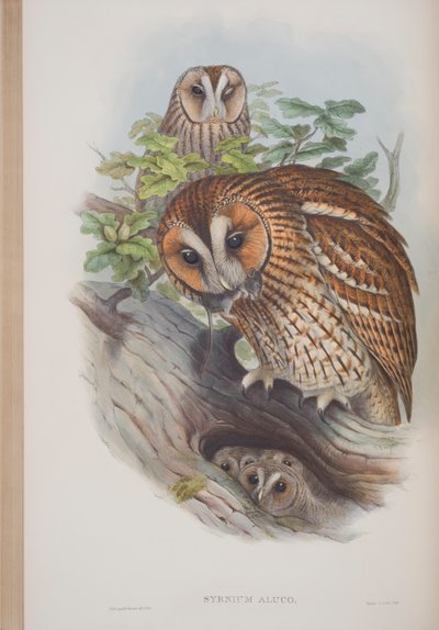 Syrnium Aluco, Plate from The Birds of Great Britain by John Gould, Published 1862-73 by John Gould