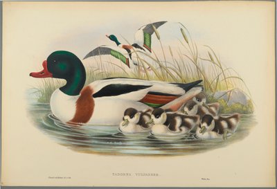 Sheldrake by John Gould