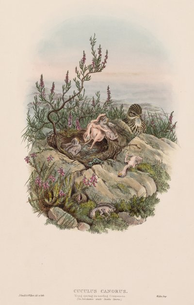 The Birds of Great Britain: Cuculus canorus by John Gould