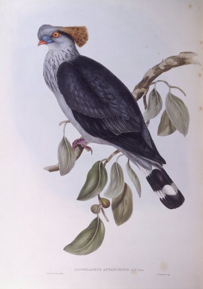 Topknot pigeon (Lopholaimus antarcticus), Engraving by John Gould by John Gould