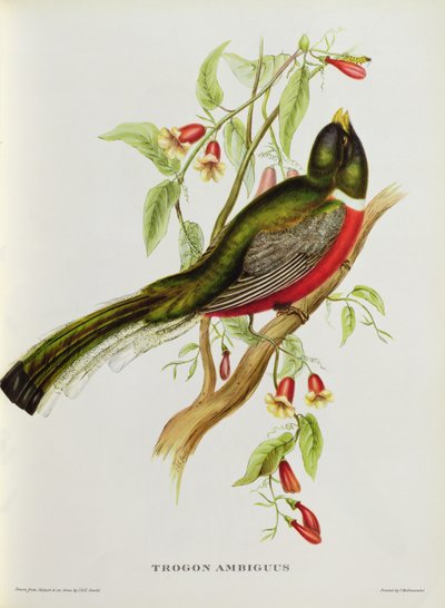 Trogon Ambiguus from 