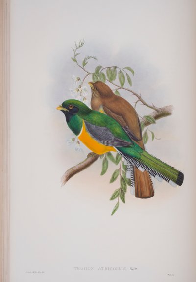 Trogon Atricollis, plate from The Birds of Great Britain by John Gould, published 1862-73 by John Gould