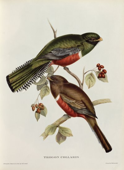 Trogon Collaris from 