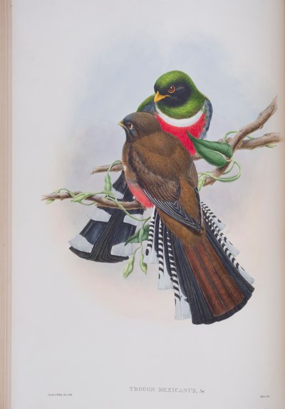 Trogon Mexicanus, plate from The Birds of Great Britain by John Gould, published 1862-73 by John Gould