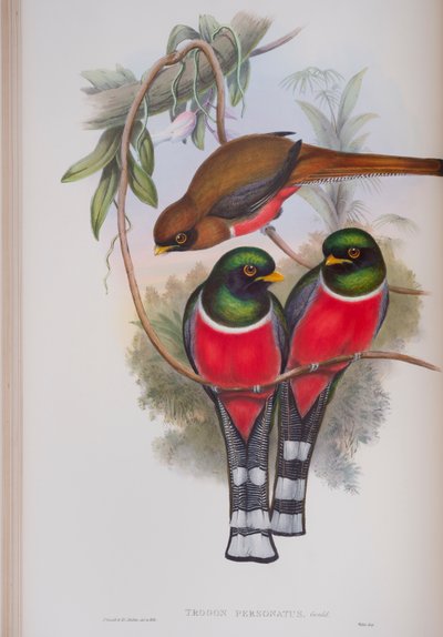 Trogon Personatus, plate from The Birds of Great Britain by John Gould, published 1862-73 by John Gould