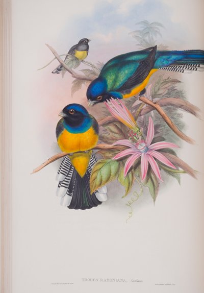 Trogon Ramoniana, plate from The Birds of Great Britain by John Gould by John Gould