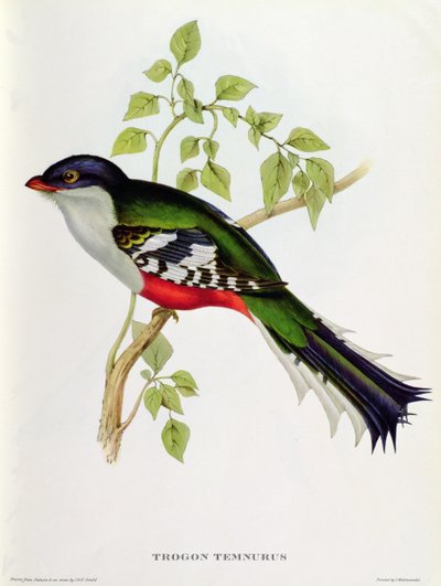 Trogon Temnurus from 