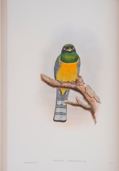 Trogon Tenellus, plate from The Birds of Great Britain by John Gould, published 1862-73 by John Gould
