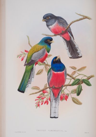 Trogon Variegatus, plate from The Birds of Great Britain by John Gould by John Gould